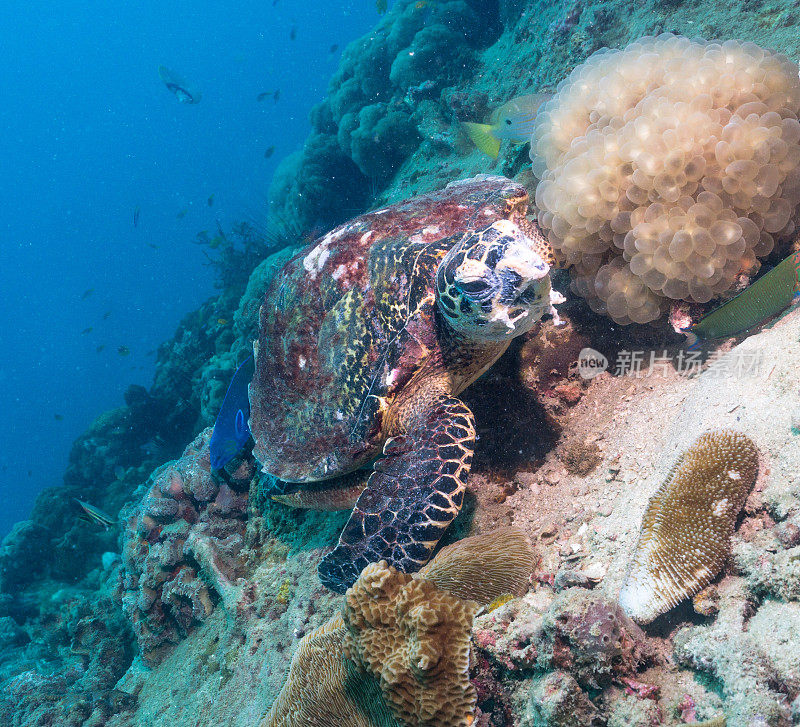 动物行为:极度濒危物种玳瑁海龟(Eretmochelys imbricata)